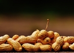 Evidence Suggests that Early Introduction of Peanuts Prevents Development of Peanut Allergy.