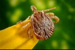 Red Meat Allergy Triggered by Tick Bites On the Rise